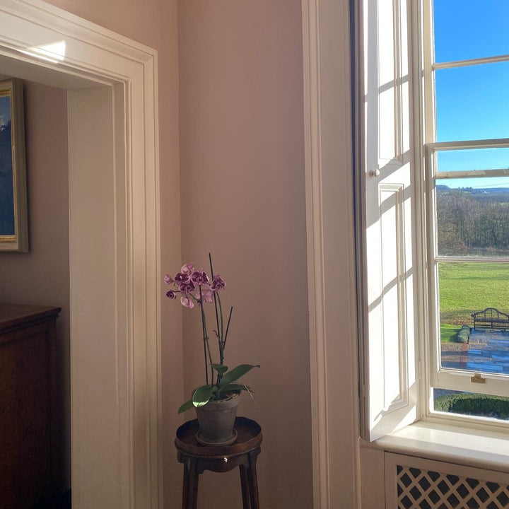 Plaster IV - Plaster 4 - Paint And Paper Library No. 404 Pink Hallway