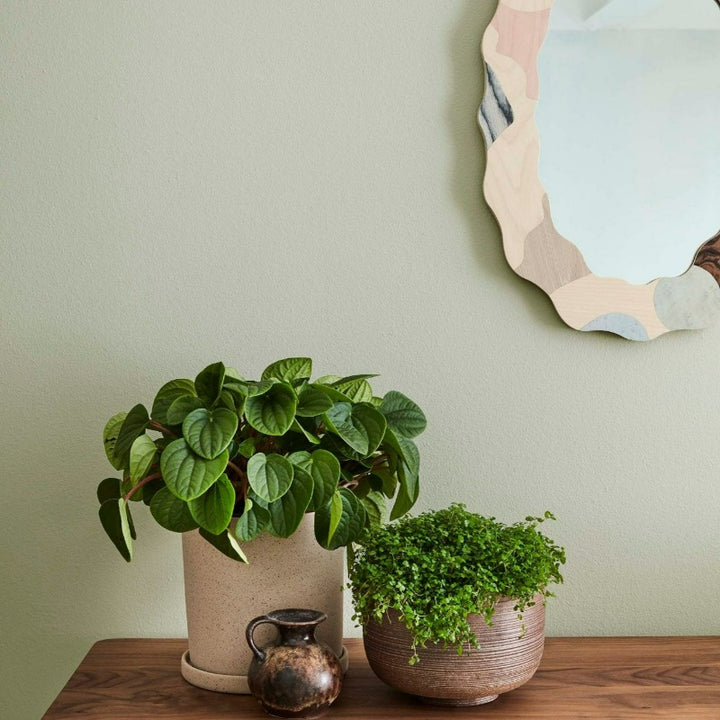 Little Greene Tracery II No. 78 is a refreshing green paint colour. Tracery II is a lush and uplifting choice for any room. Order Little Greene paint online in Ireland.