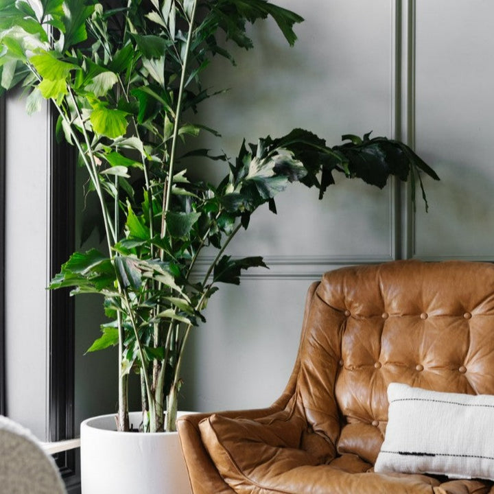 Greige Green from the Fleetwood Paints popular colours. Green living room paint colour. Buy fleetwood paints online.