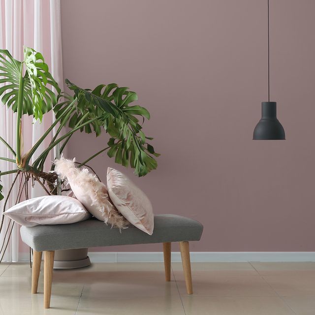 Mallow Stem Colourtrend Contemporary Paint Collection